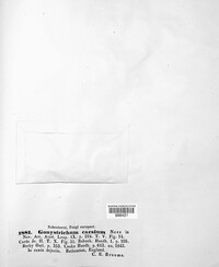 Chloridium caesium image